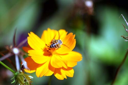 The African Bee1.jpg